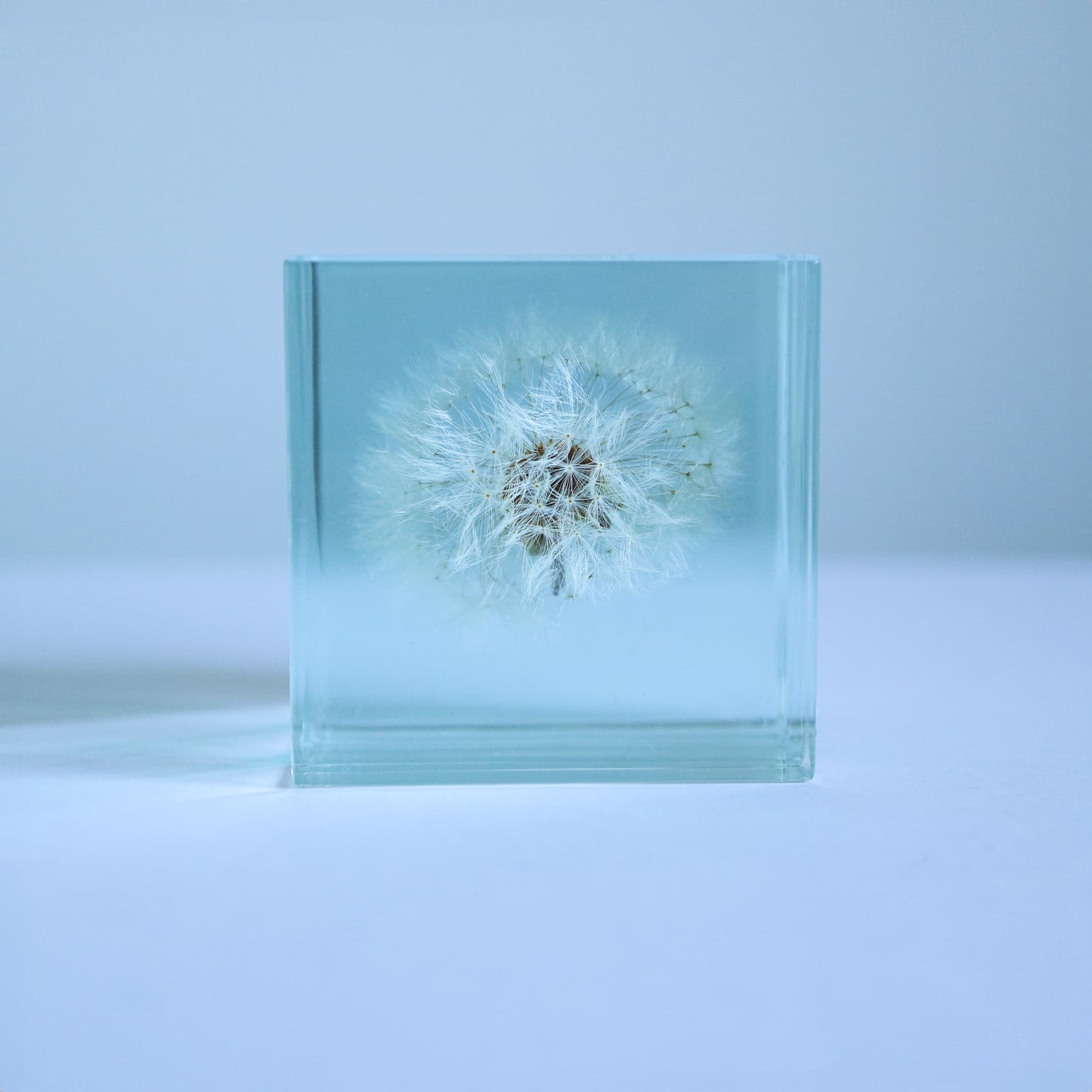 Sola Cube Slice | Dandelion | Made in Kyoto