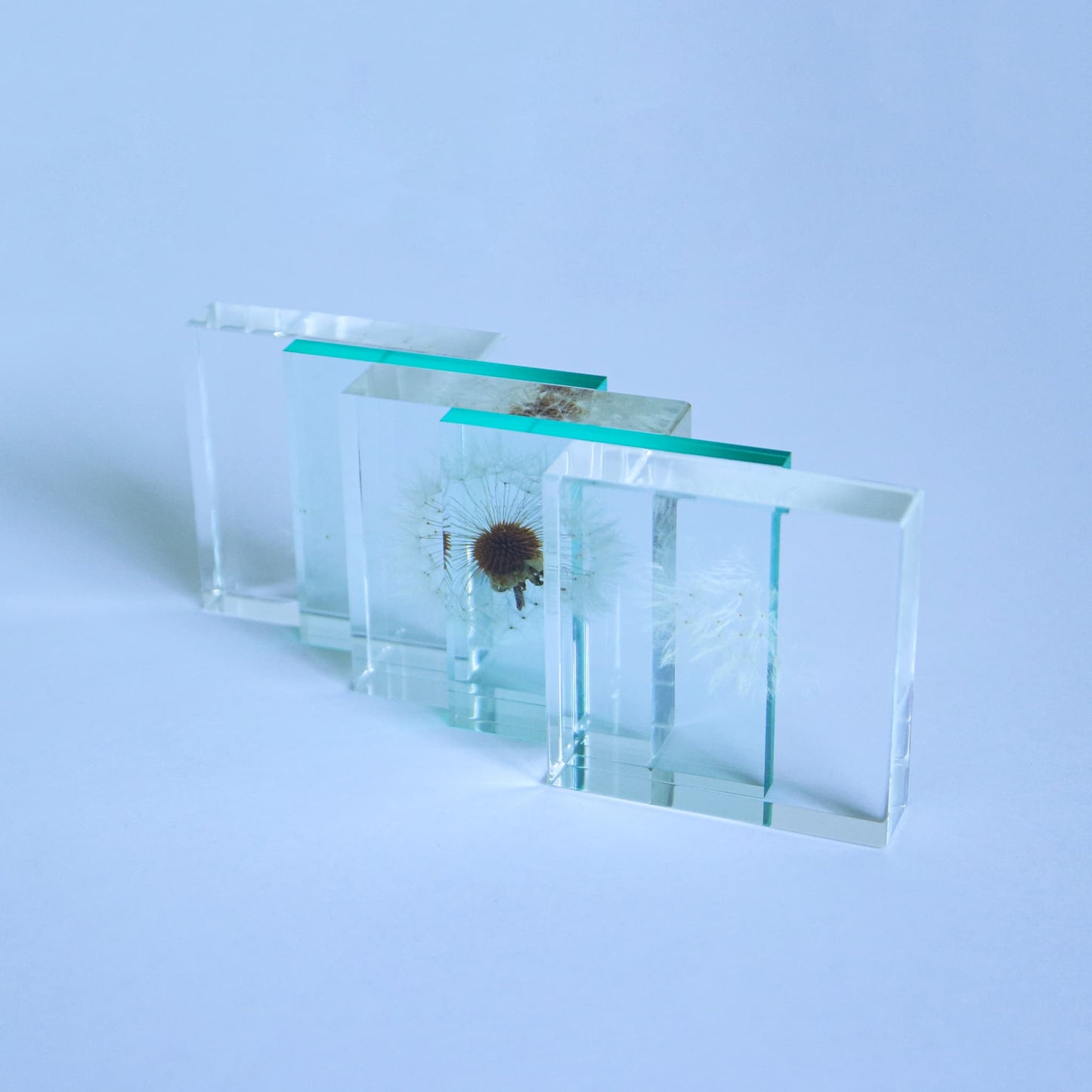 Sola Cube Slice | Dandelion | Made in Kyoto