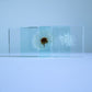 Sola Cube Slice | Dandelion | Made in Kyoto