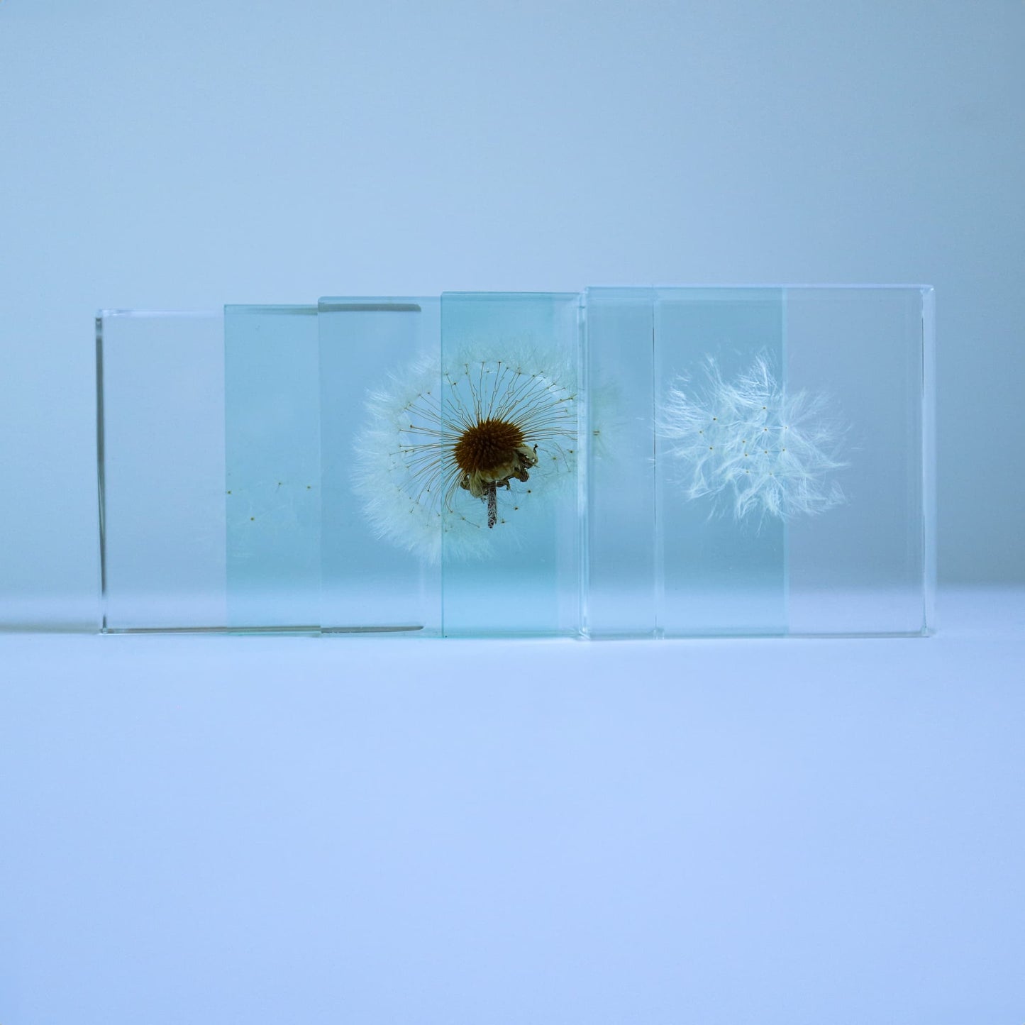 Sola Cube Slice | Dandelion | Made in Kyoto