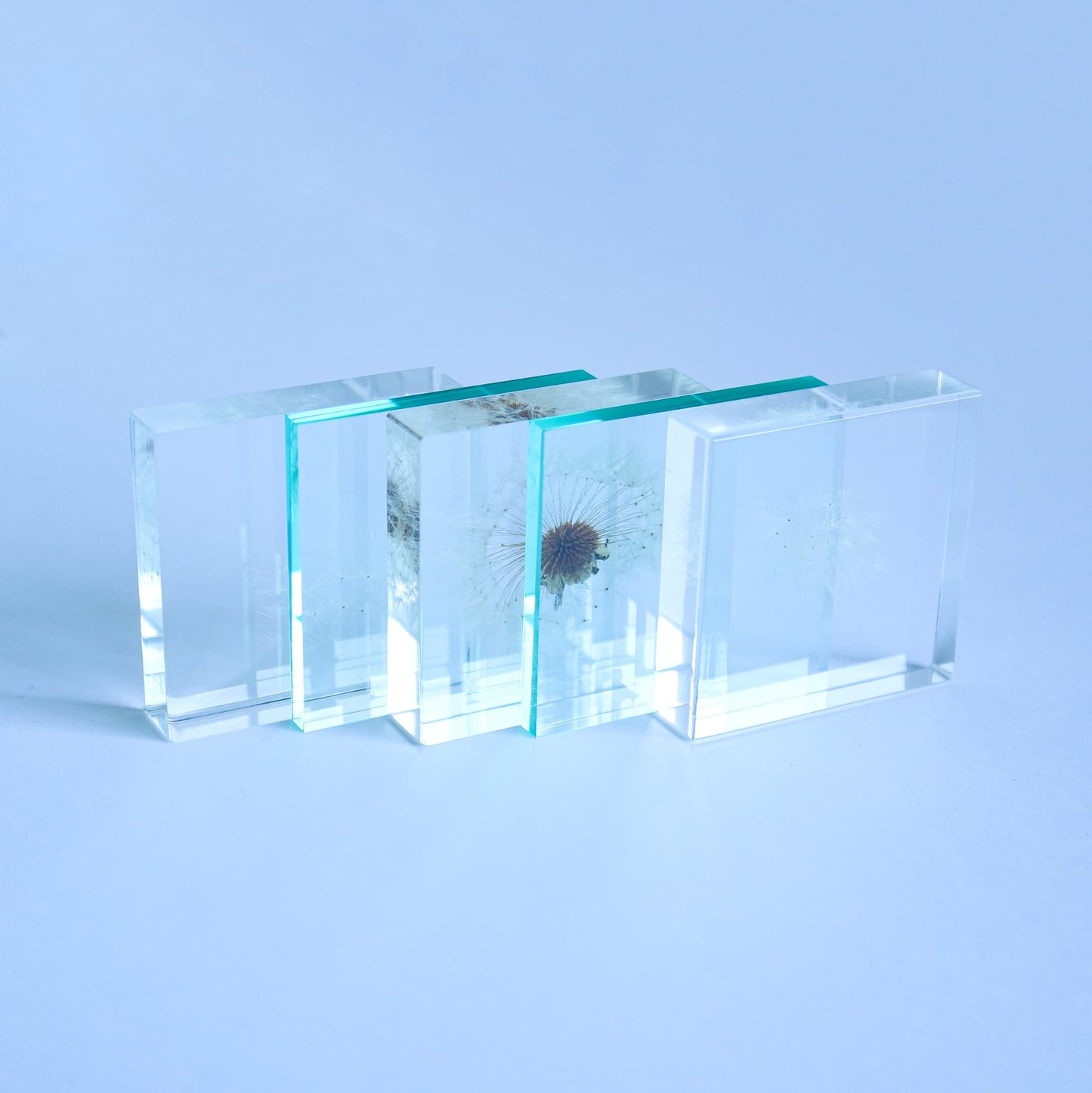 Sola Cube Slice | Dandelion | Made in Kyoto