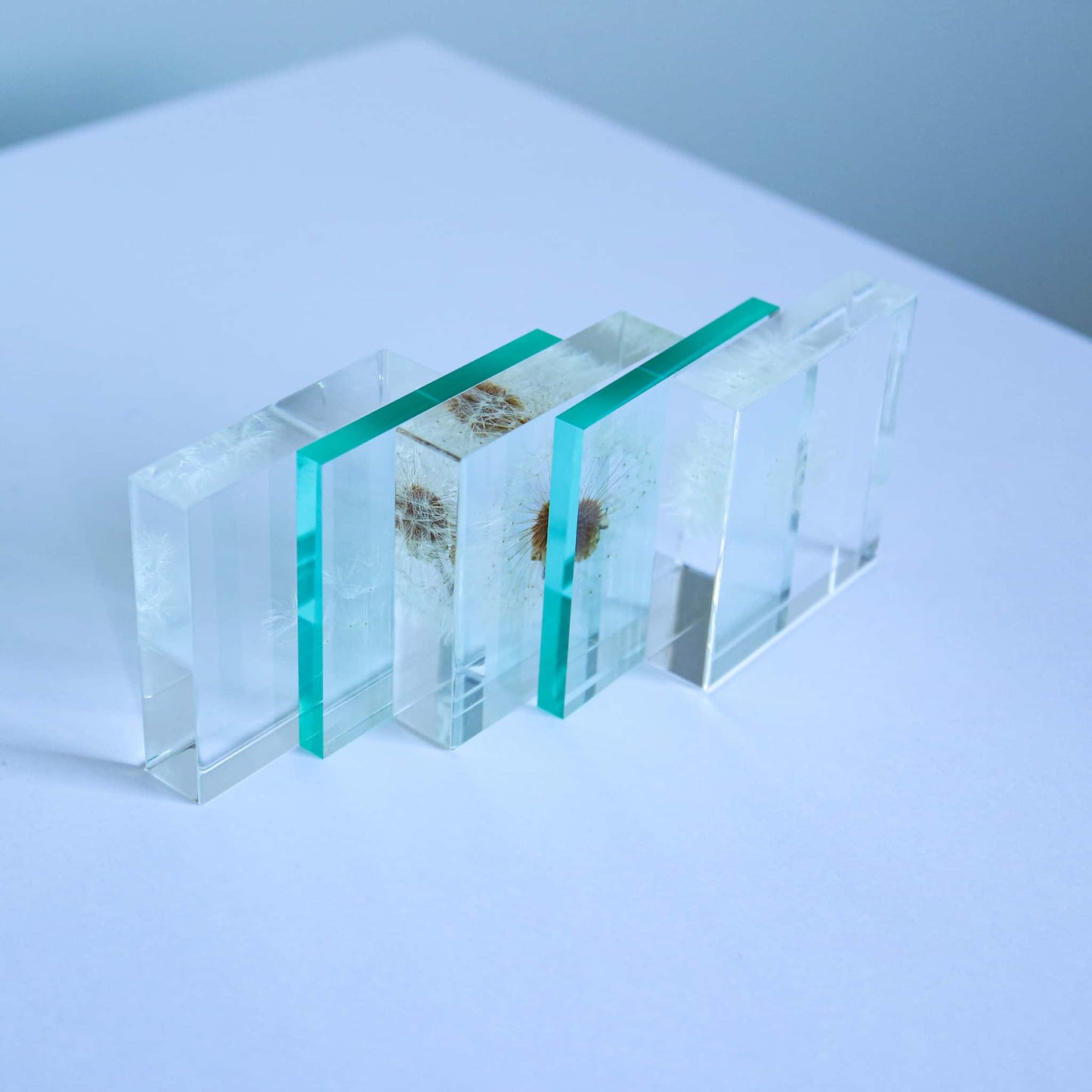 Sola Cube Slice | Dandelion | Made in Kyoto