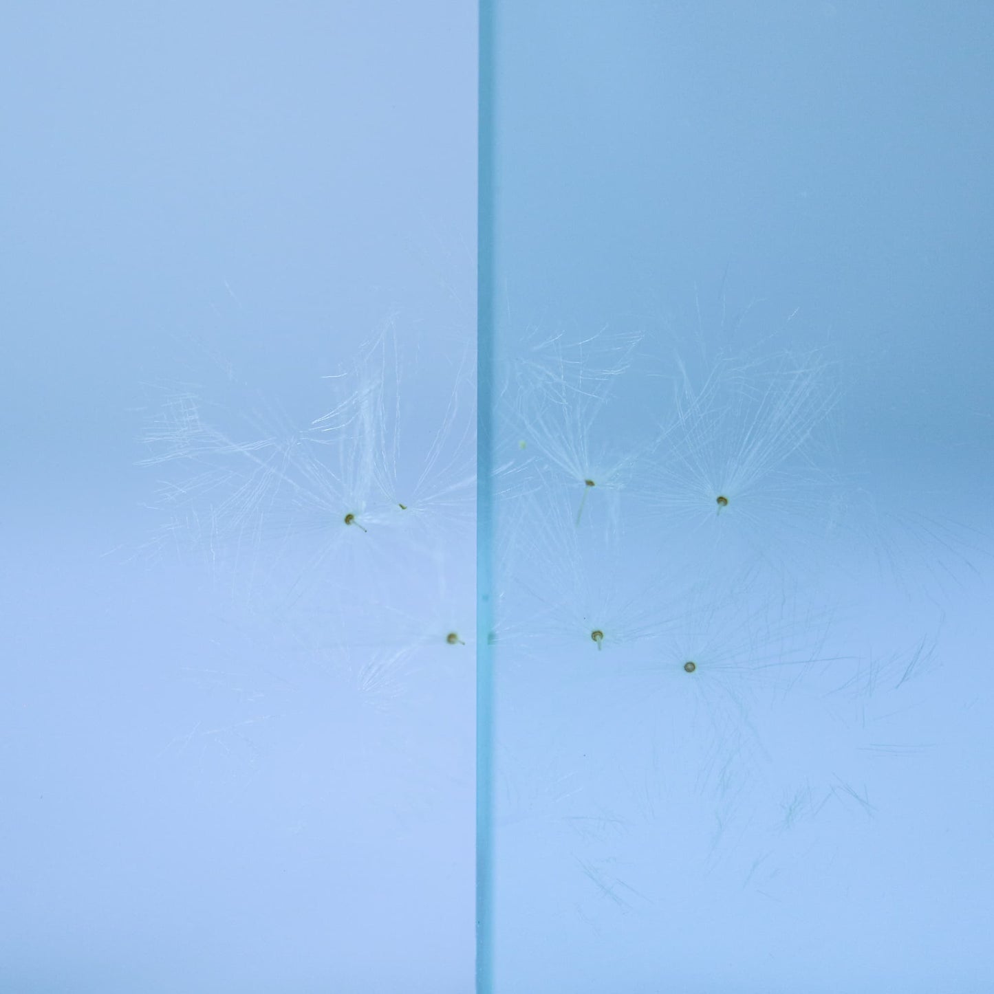 Sola Cube Slice | Dandelion | Made in Kyoto