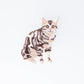 Iron On Patch - Cat (American Shorthair)