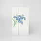 Japanese Iris - Syoubu