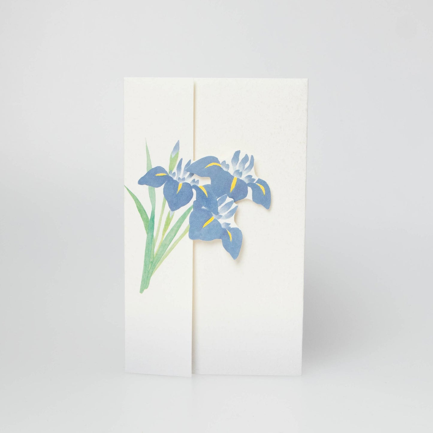 Japanese Iris - Syoubu