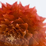 Sola Cube | Globe Amaranth | Made in Kyoto
