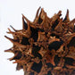 Sola Cube | Sweetgum | Made in Kyoto