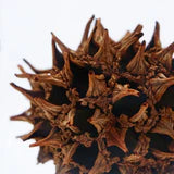 Sola Cube | Sweetgum | Made in Kyoto