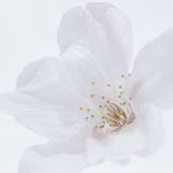 Sola Cube | Cherry Blossom Somei Yoshino | Made in Kyoto