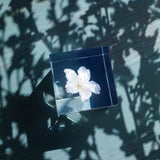 Sola Cube | Cherry Blossom Somei Yoshino | Made in Kyoto