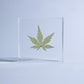 Sola Tile | Japanese Maple | Made in Kyoto