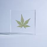 Sola Tile | Japanese Maple | Made in Kyoto