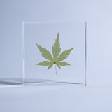 Sola Tile - Japanese Maple