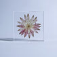 Sola Tile | Astrantia | Made in Kyoto