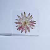 Sola Tile | Astrantia | Made in Kyoto