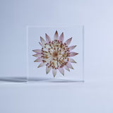 Sola Tile - Astrantia