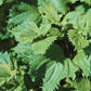 Niwaki Green Shiso Seeds