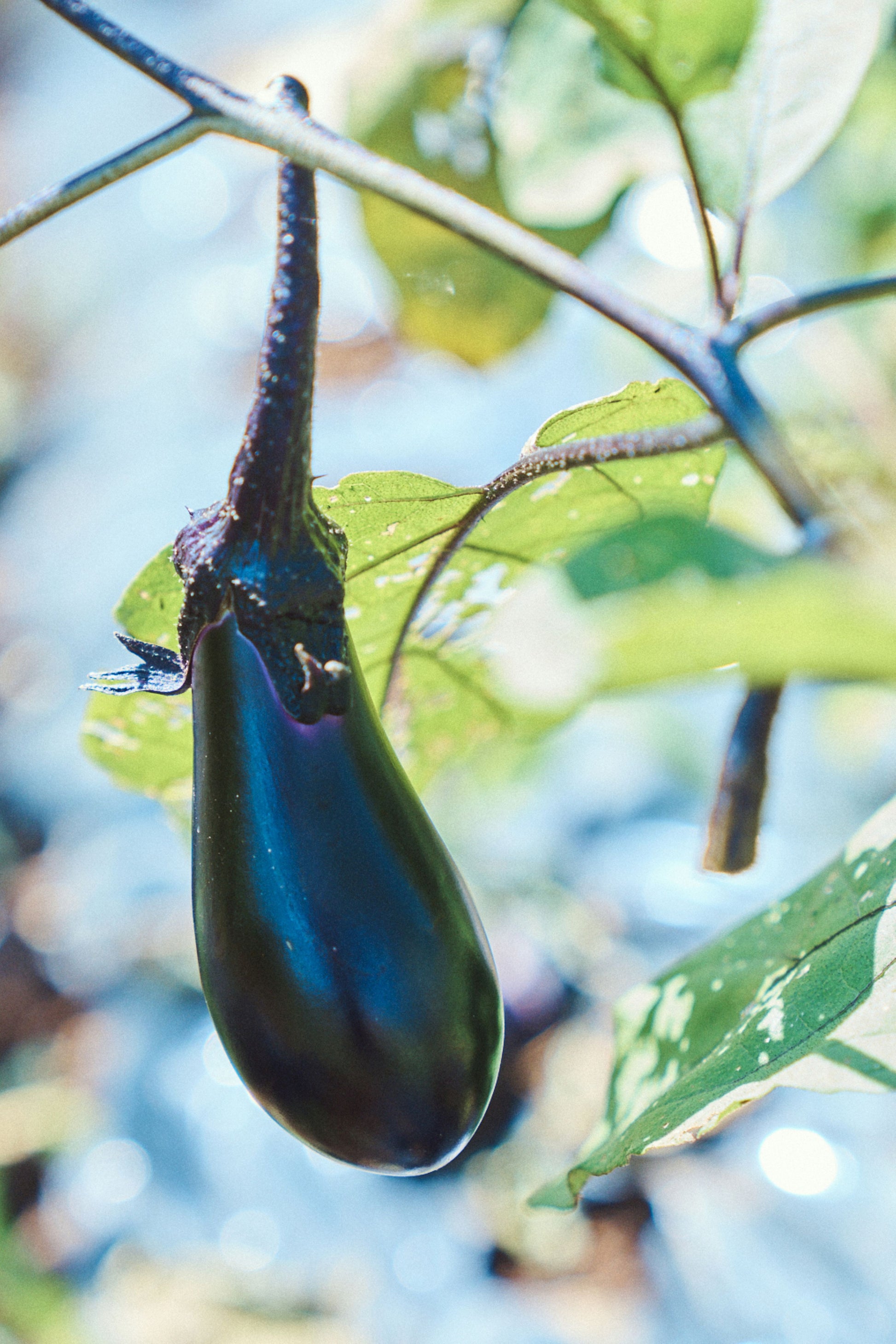 Niwaki Nasu Moneymaker Seeds