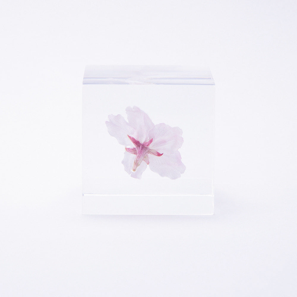 Sola Cube | Cherry Blossom Somei Yoshino | Made in Kyoto