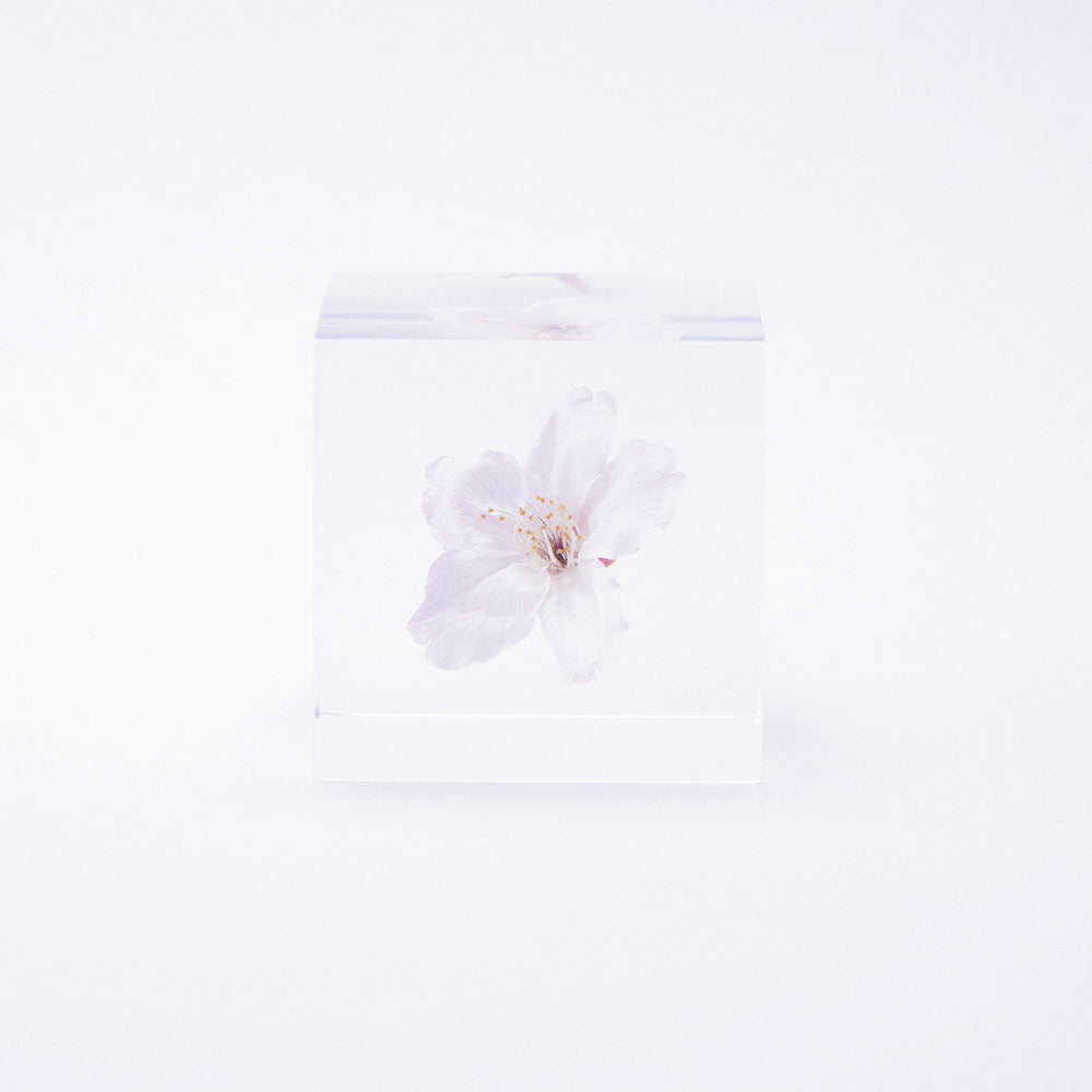 Sola Cube | Cherry Blossom Somei Yoshino | Made in Kyoto